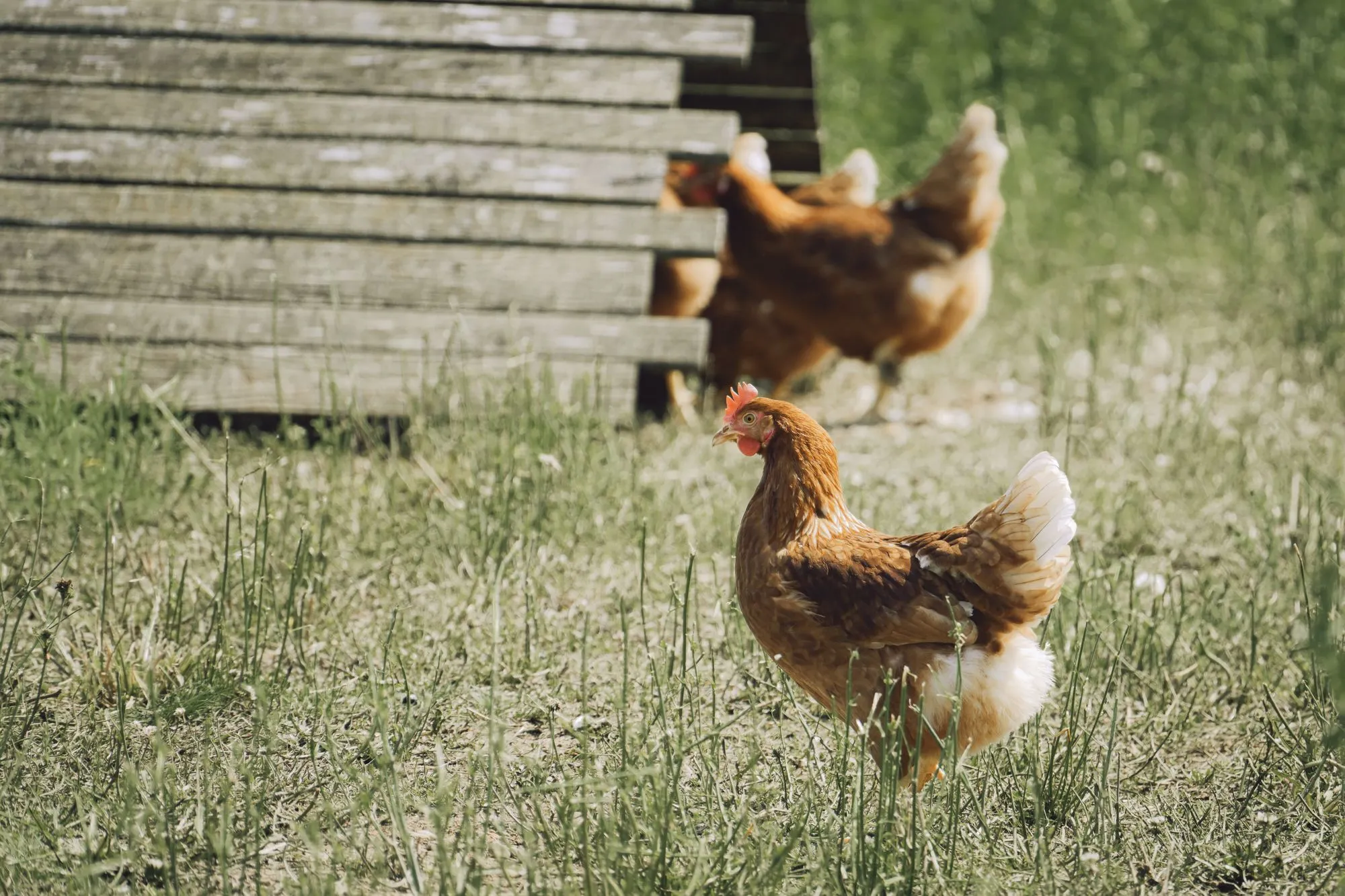 Poules rousses picorant dans l'herbe devant un abri en bois